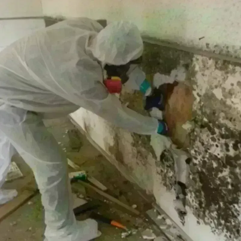 Mold Remediation and Removal in Martinsville, IL